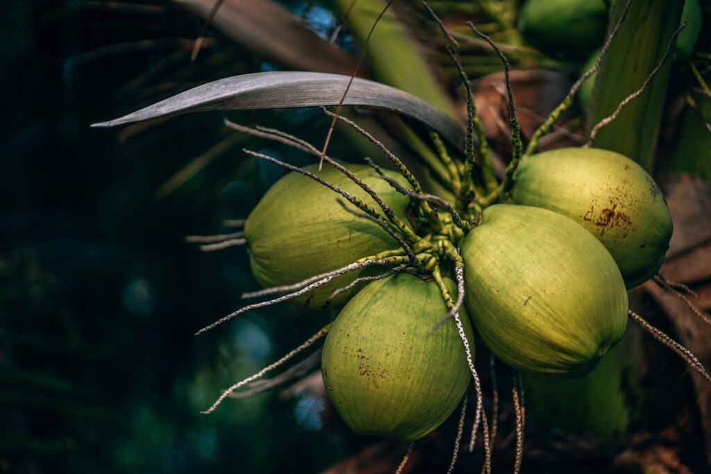 coconut nutritional profile, coconut nutrition